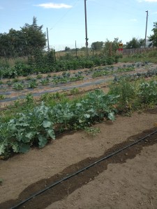 Rows of crops on farm with rich soil