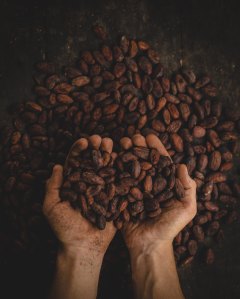 roasted cocoa beans