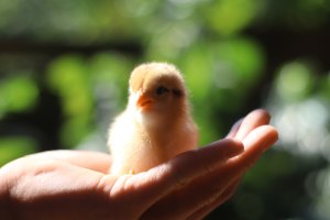 baby chick sitting on a person's hand