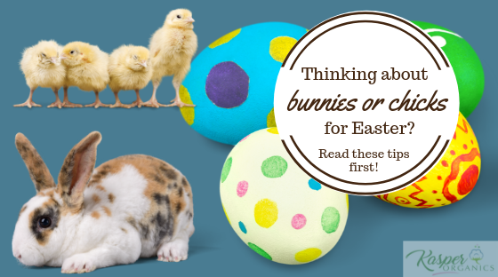 Thinking about bunnies or chicks for Easter? Read these tips first!