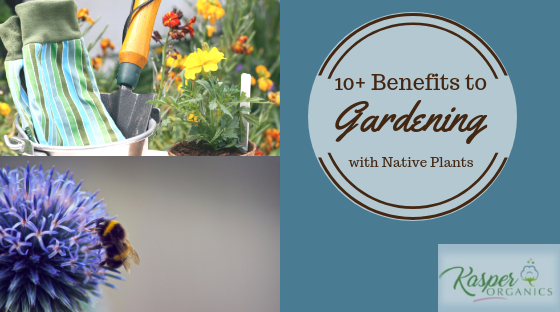 10+ Benefits to Gardening with Native Plants