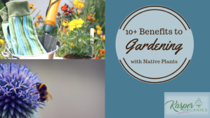 10+ Benefits to Gardening with Native Plants